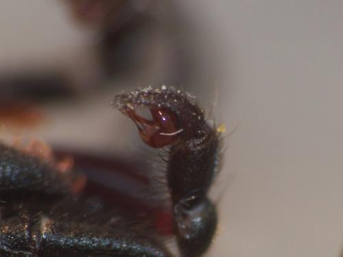 Réf. 225 399 : Atypus affinis